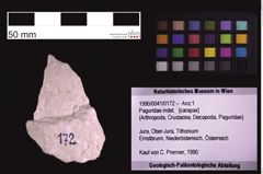 Foto (Objekt + Etiketten) von Paguridae indet. (NHMW-GEO-1990-0041-0172)